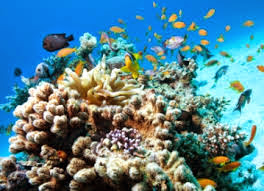 Ilustrasi artikel: Diving at The Menjangan