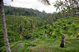 Ilustrasi artikel: Ubud Tourism Object