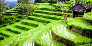 Ilustrasi artikel: Exploring Bali’s real rainforest on Mount Batukaru