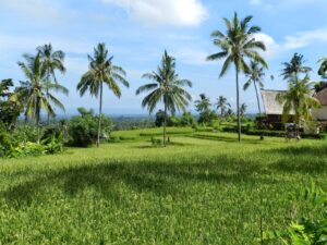 Ilustrasi artikel: Panji tourism village